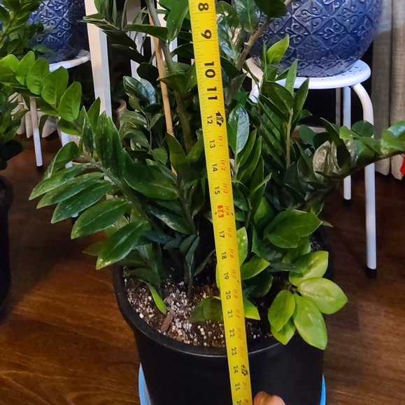 10 to 13 inch potted ZZ plants 🪴 - Picture 4 of 4